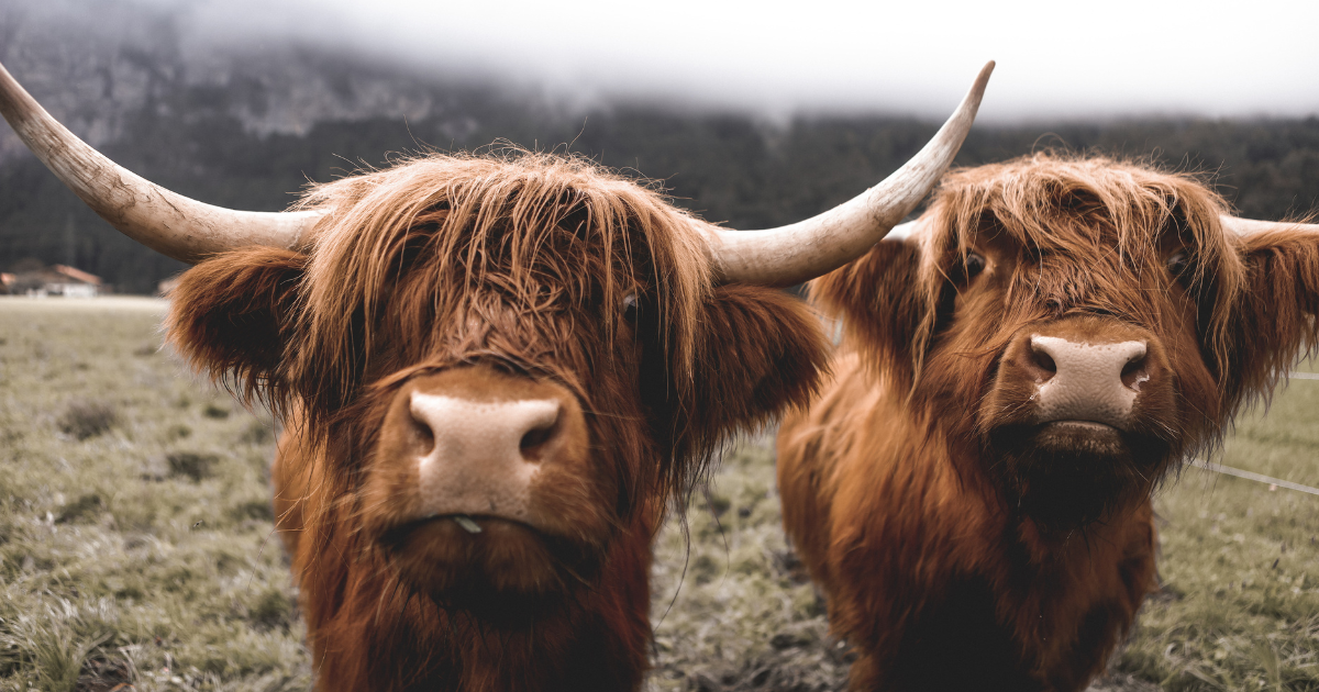 15 Day Scotland and Ireland Tour