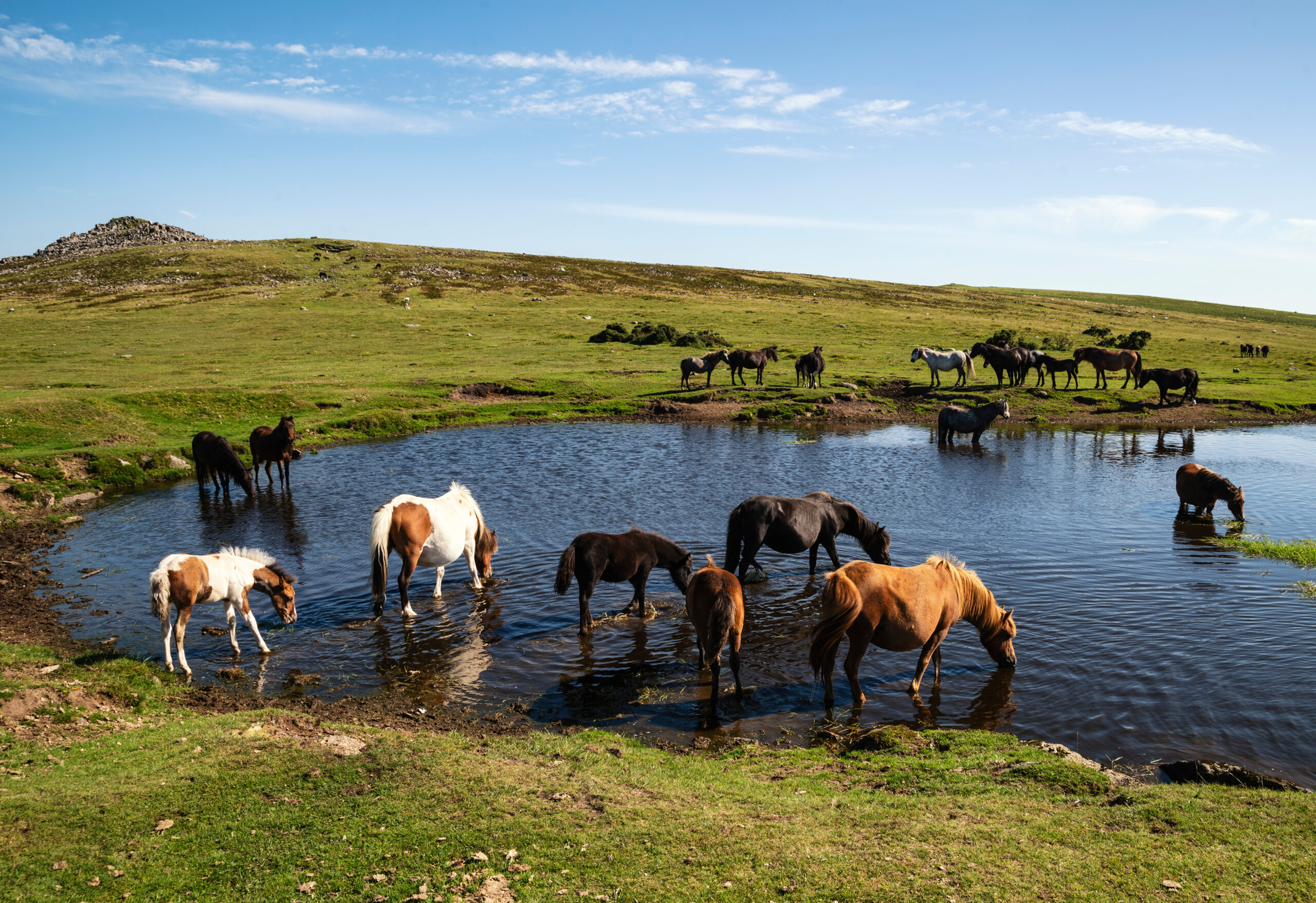 Wild Ponies Dartmoor National Park