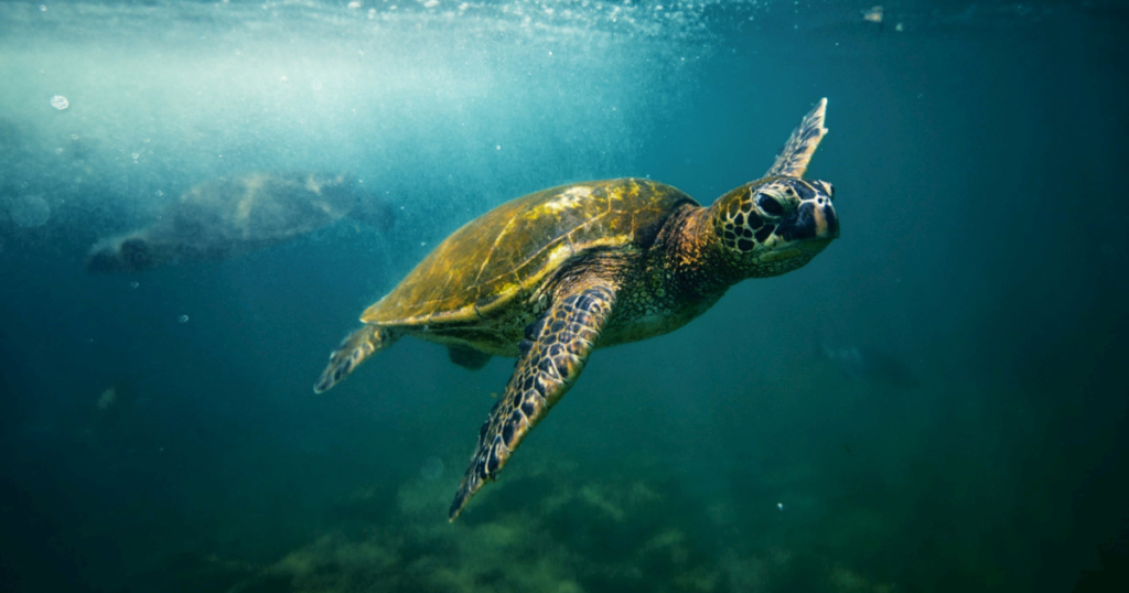 10 Day Hawaii, Maui, Oahu and Kauai