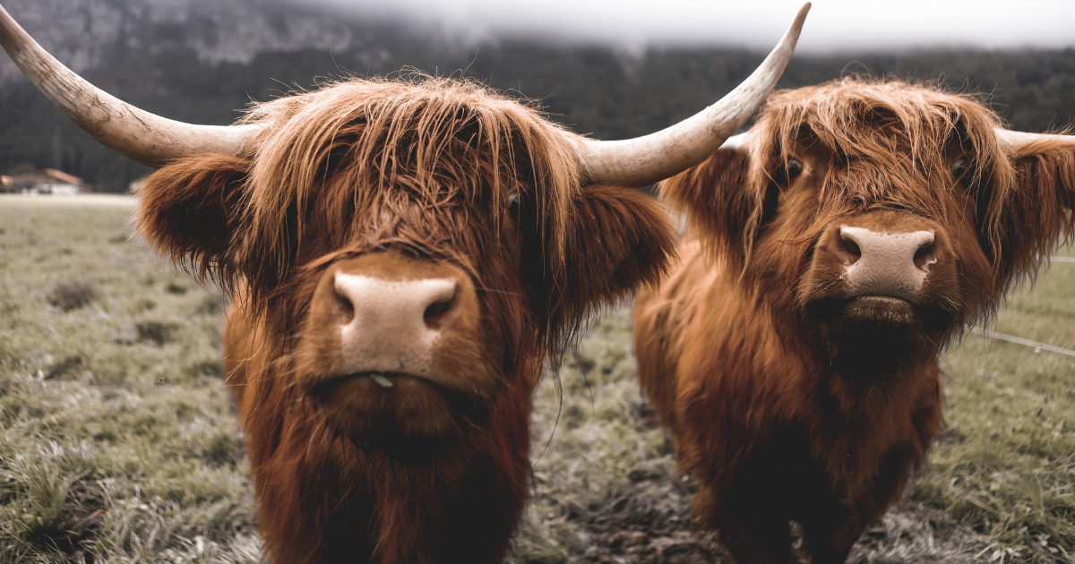 Highlands & Loch Ness tour