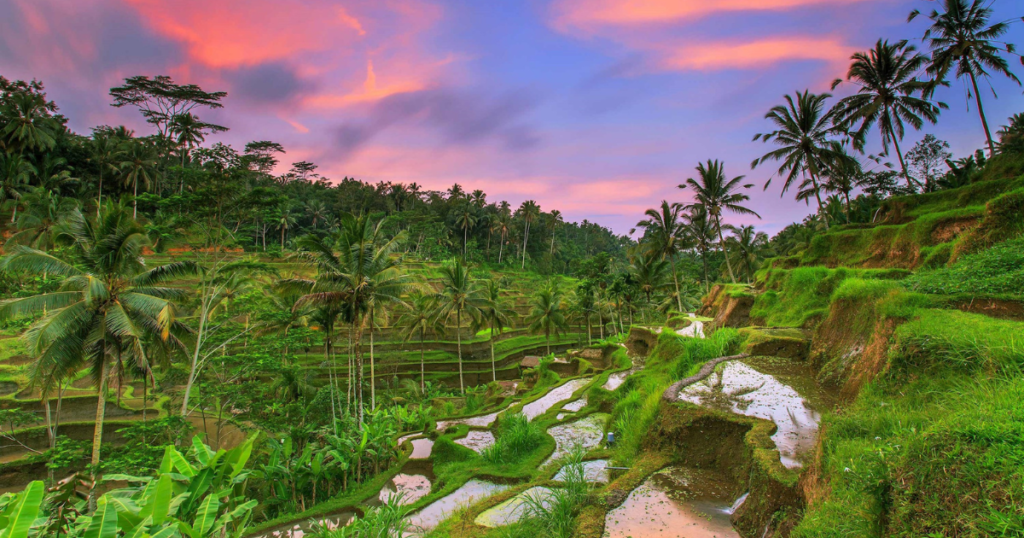 7 Day Tour of Bali Ubud to Sanur