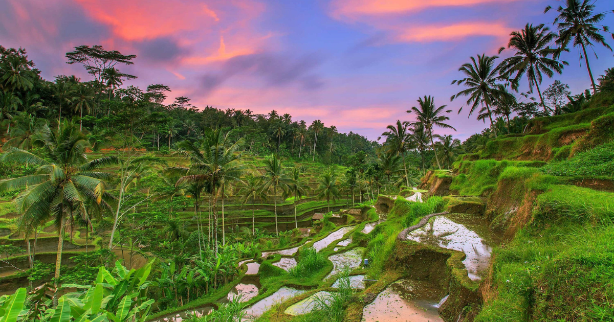 7 Day Tour of Bali Ubud to Sanur