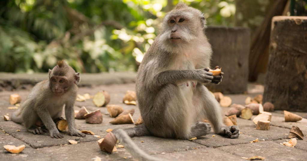 7 Day Tour of Bali Ubud to Sanur