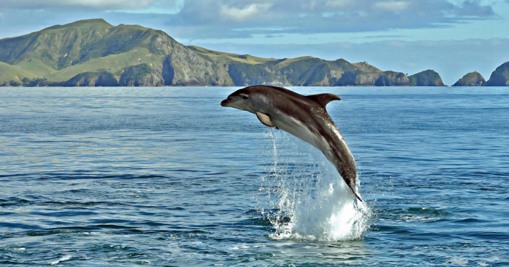 4 Day Tour of New Zealand’s North Island and Auckland
