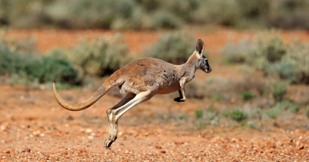 7 Day Tour of Australia from Melbourne to Adelaide with Kangaroo Island