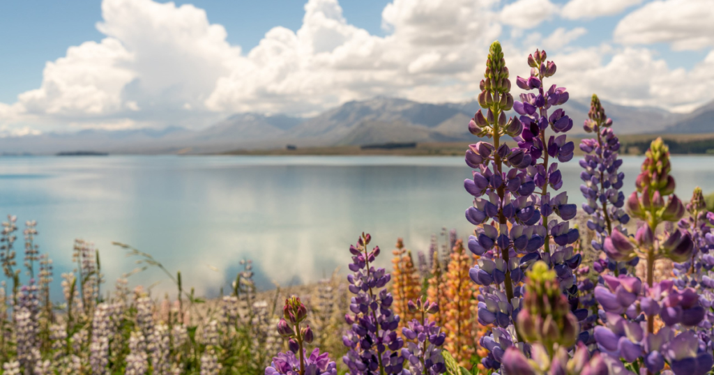 9 Day Tour of New Zealand with Auckland, Rotorua, Queenstown and Tekapo