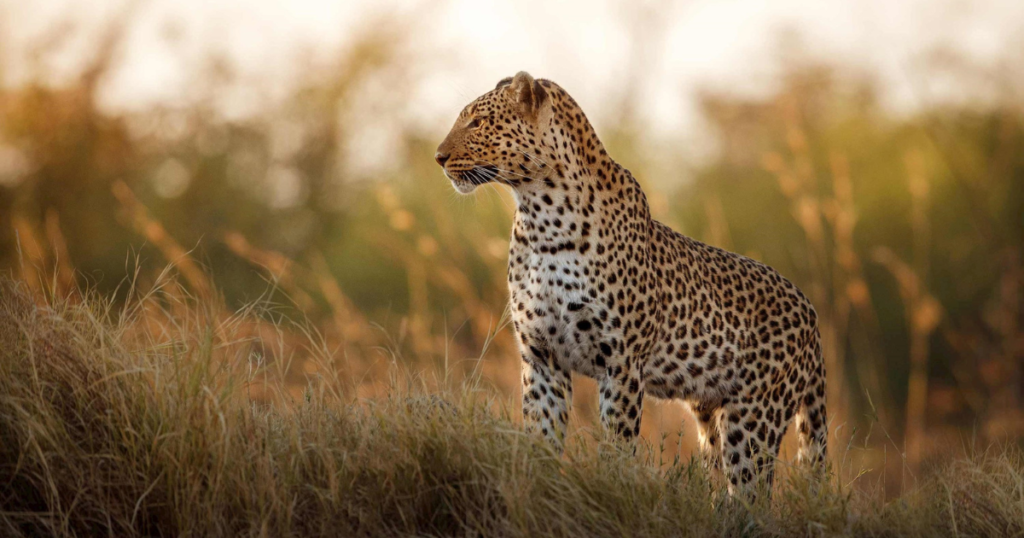 Safari - Mabula Game Reserve