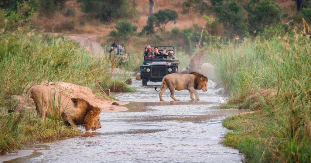 lions-safari-garden-route-south-africa