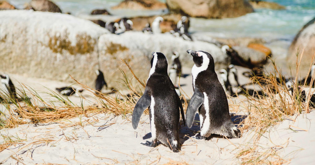 Boulder Beach South Africa