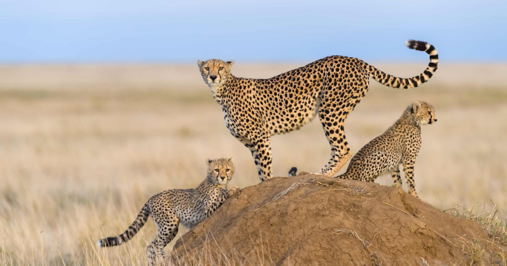 Amboseli National Park