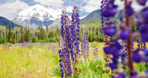 Mount Robson