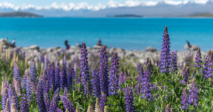 Lake Tekapo, New Zealand