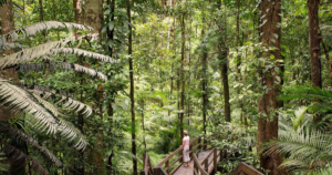 Daintree Rainforest, Australia