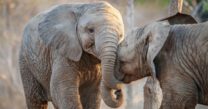 Karongwe Private Game Reserve