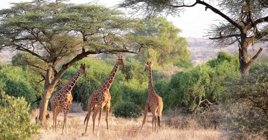 Samburu National Reserve