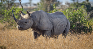 Ol Pejeta Conservancy