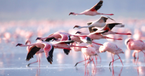Lake Nakuru