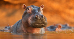 Hippo Lake St Lucia
