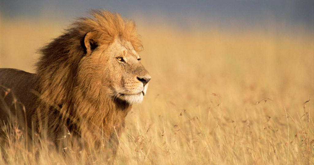 Solio Game Reserve