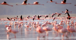 Nakuru Reserve