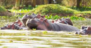 Lake Naivasha