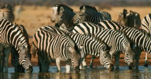 Lake Manyara, Tanzania